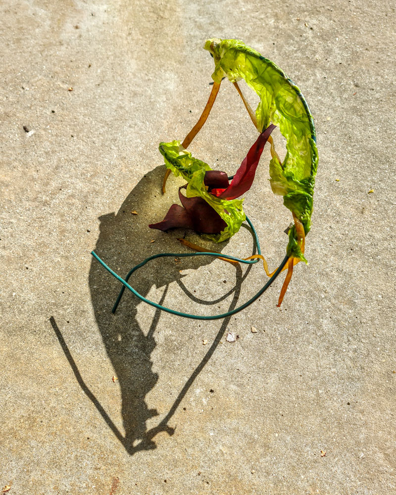 Algenwesen in der Bretagne - MM Schrölder @ lapso